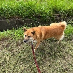 元気な男の子ワンちゃんです