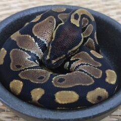 トカゲやヘビを飼ってみようセール！ − 沖縄県