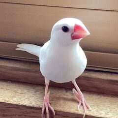 桜文鳥♂白文鳥♀２羽🍀里親募集 - 里親募集