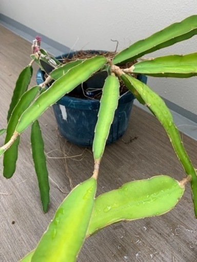 観葉植物　ドラゴンフルーツ