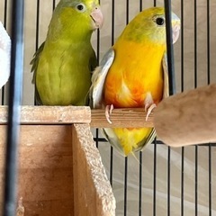 ヒムネ桔梗インコとマメルリハ