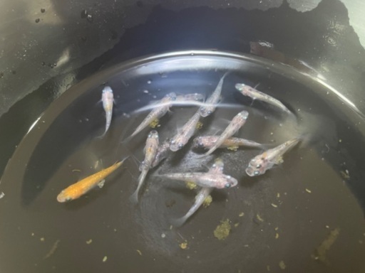 非透明鱗三色ラメメダカの選別漏れ② eym-gourmet.com