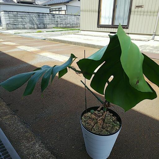 観葉植物 モンテスラ