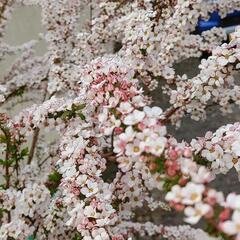 ピンクユキヤナギの苗 恋祭り 関の家具の中古あげます 譲ります ジモティーで不用品の処分