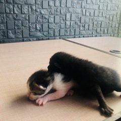 里親決まりました！産まれて1週間‼︎お母さん猫も一緒に飼ってくれる方募集します！ − 福島県
