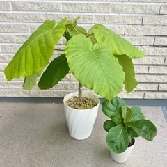 【観葉植物２種セット】ウンベラータとカシワバゴム