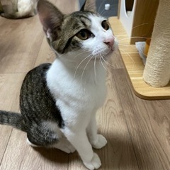 キジシロくん　オス　4ヶ月 - 猫