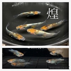 【まだあります】メダカの稚魚〜若魚　1セット