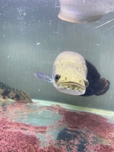 ☆値下げ☆ピラルク45cmオーバー