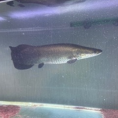 ピラルク その他の中古が安い！激安で譲ります・無料であげます  