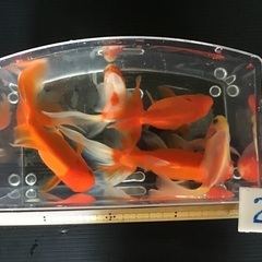 Ｎo.23 ミックスの金魚　大きめ5匹 (オランダ獅子頭　2匹)
