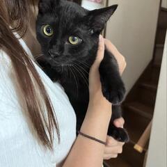 4ヶ月の黒猫😺男の子👦