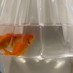 金魚　2匹