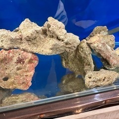 90 水槽 セット 海水魚