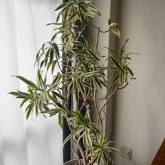 観葉植物 約160cm ソングオブインディア ドラセナ