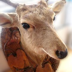 鹿 ハンティングトロフィ 剥製 彫刻 木製台 中古 コレクション 苫小牧西店