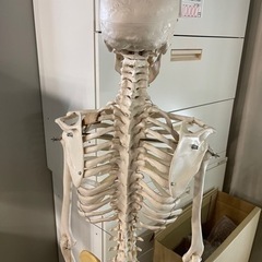 商談中　人体骨格模型 骨格標本　3B Scientific Gmbh 　１６０ｃｍ