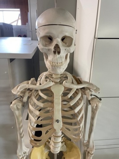 商談中　人体骨格模型 骨格標本　3B Scientific Gmbh 　１６０ｃｍ