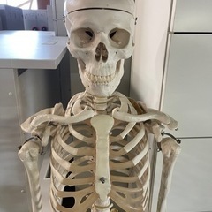 商談中　人体骨格模型 骨格標本　3B Scientific Gm...