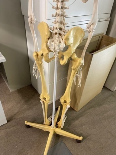 節約 商談中 人体骨格模型 骨格標本 3B Scientific Gmbh 160cm 