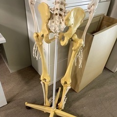 商談中　人体骨格模型 骨格標本　3B Scientific Gmbh 　１６０ｃｍ