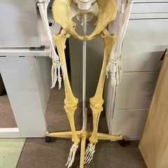 商談中　人体骨格模型 骨格標本　3B Scientific Gmbh 　１６０ｃｍ