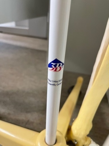 商談中 人体骨格模型 骨格標本 3B Scientific Gmbh 160cm