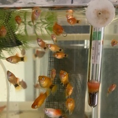 熱帯魚　ミッキマウス　35匹