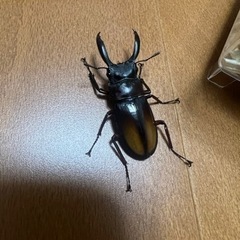 ◆2ペア17000円で取引中◆パリーフタマタクワガタ(エロンガトゥス)チビペア② ◇2ペア17000円で取引中◇パリーフタマタクワガタ(エロンガトゥス)チビペア