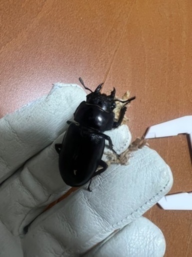 ◇2ペア17000円で取引中◇パリーフタマタクワガタ(エロンガトゥス)チビペア