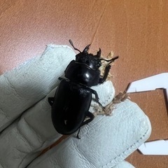 ◇2ペア17000円で取引中◇パリーフタマタクワガタ(エロンガトゥス 