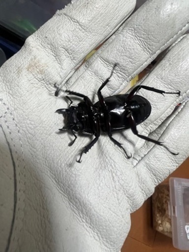 ◇2ペア17000円で取引中◇パリーフタマタクワガタ(エロンガトゥス)チビペア