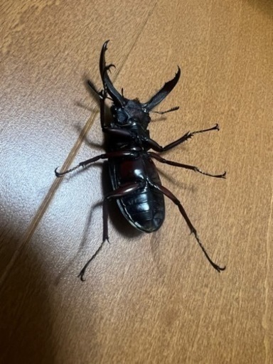 ◇2ペア17000円で取引中◇パリーフタマタクワガタ(エロンガトゥス)チビペア