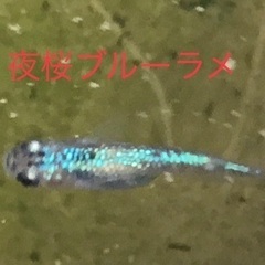 夜桜ブルー幼魚　10匹