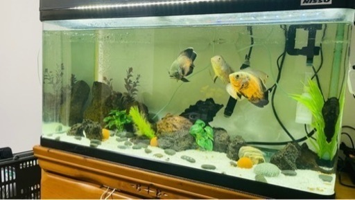 オスカー熱帯魚四 | www.tcimpianti.it