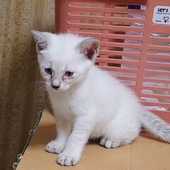 【おしとやかガールまぁちゃん】保護猫のお母さんから誕生 - 福山市