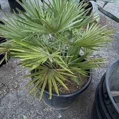 チャメロップス ボルケーノ