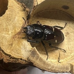 オーベルチュールニセシカクワガタ(クロツヤシカ)