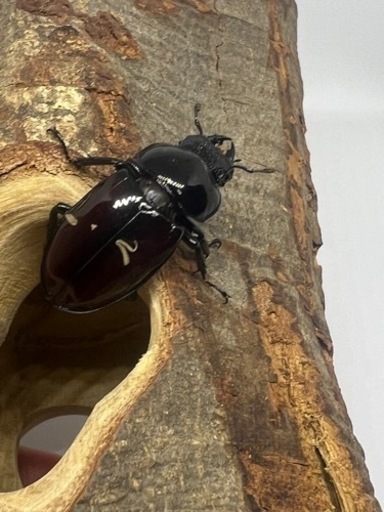 オーベルチュールニセシカクワガタ(クロツヤシカ)