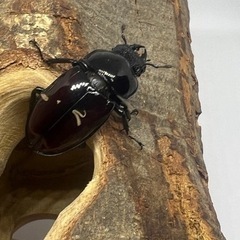 オーベルチュールニセシカクワガタ(クロツヤシカ)