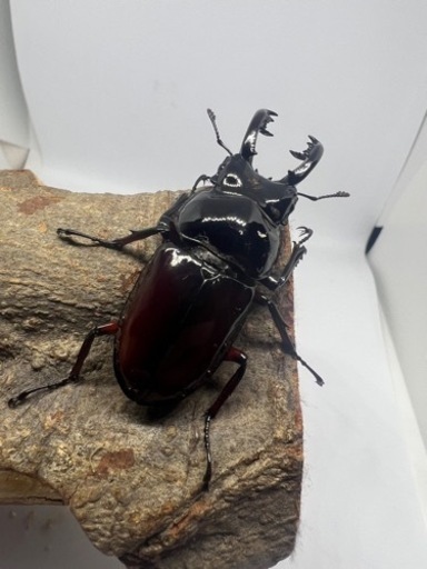 オーベルチュールニセシカクワガタ(クロツヤシカ)