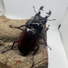 オーベルチュールニセシカクワガタ(クロツヤシカ)