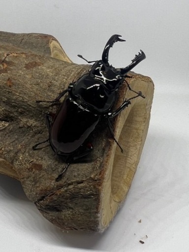オーベルチュールニセシカクワガタ(クロツヤシカ)
