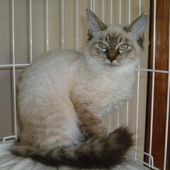 美しいブルーアイと毛並みのシャムmix子猫！