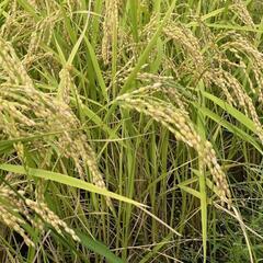 令和三年収穫の玄米