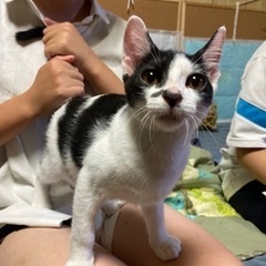 名前を呼んだら飛んできちゃう♪ゴロスリのエイズ陽性子猫♪ − 岐阜県