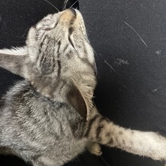 サバトラの男の子　2ヶ月 - 猫