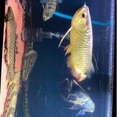 アロワナ 高背金龍