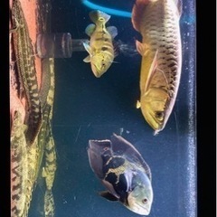 アロワナ 高背金龍