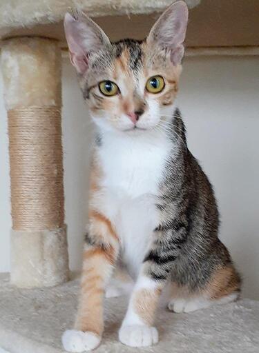 里親さん決定致しました ちょっとビビりな三毛子猫ちゃん まだまだ募集中です Catrun 大田の猫の里親募集 ジモティー 里親さん決定致しました ちょっとビビりな三毛子猫ちゃん まだまだ募集中です Catrun 大田の猫の里親募集 ジモティー